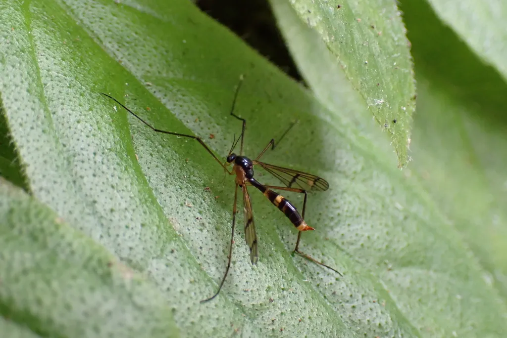 Ptychoptera formosensis - photo 2