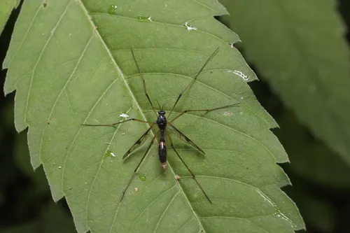 Ptychoptera japonica