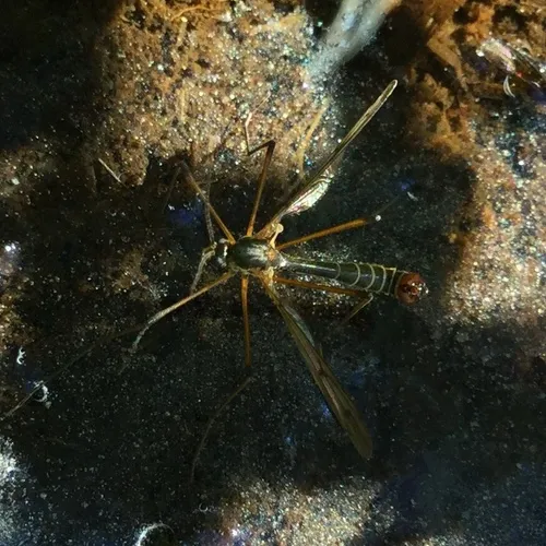 Ptychoptera lenis