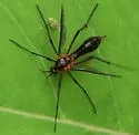 Ptychoptera metallica