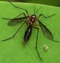 Ptychoptera metallica - photo 2