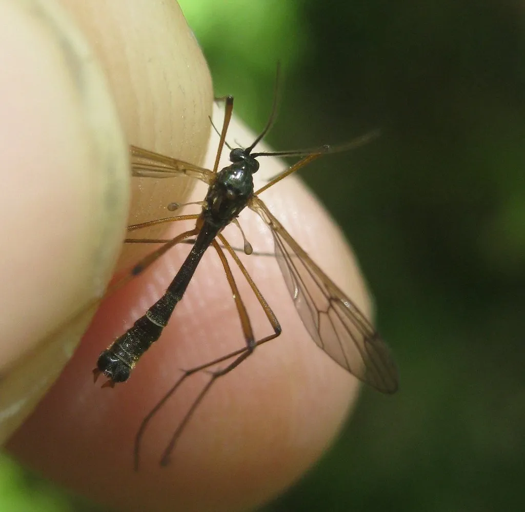 Ptychoptera minuta - photo 2
