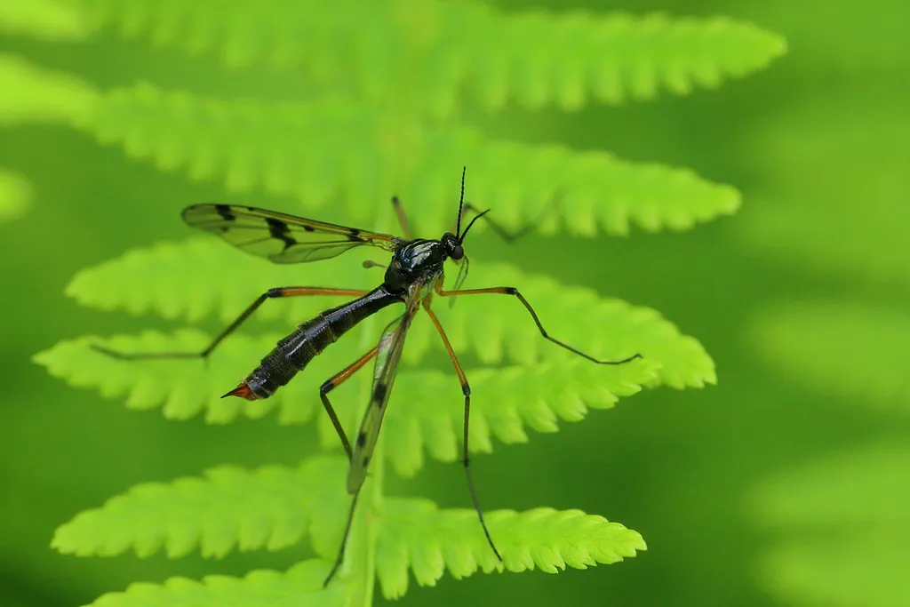 Ptychoptera paludosa - photo 2