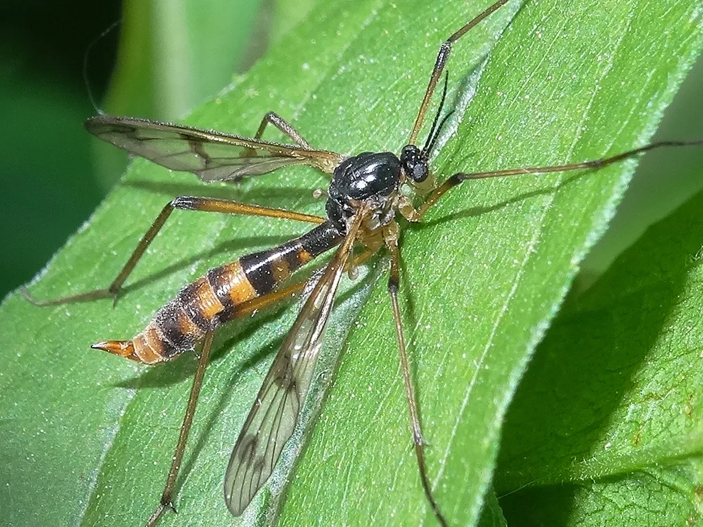 Ptychoptera quadrifasciata