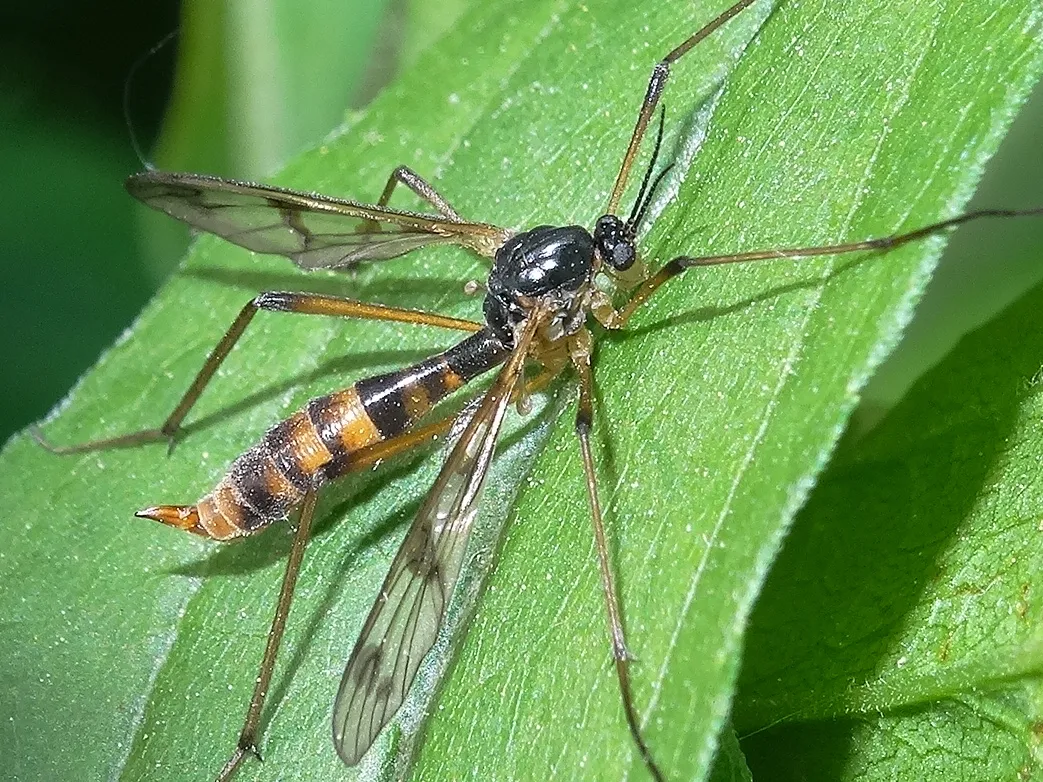 Ptychoptera quadrifasciata - photo 2