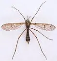 Ptychoptera sculleni