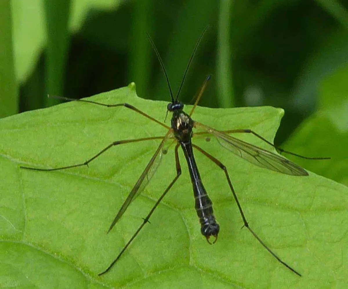 Ptychoptera scutellaris - photo 3
