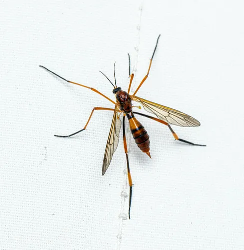 Ptychoptera tibialis