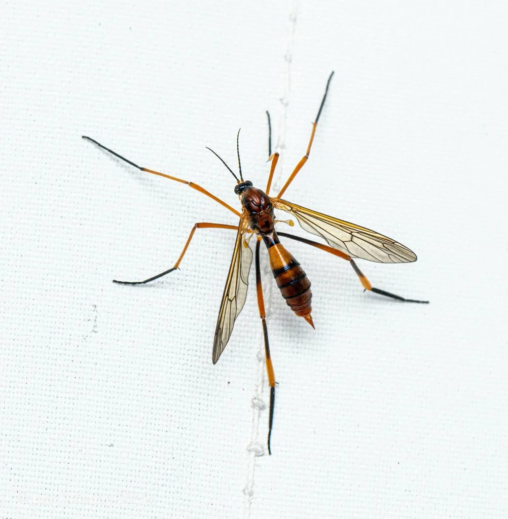 Ptychoptera tibialis - photo 2
