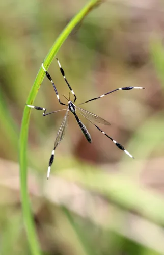 Phantom and Fold-winged Crane Flies - photo 3