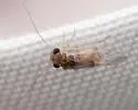 Ptycta lineata - photo 2