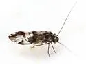 Ptycta polluta - photo 2