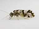 Ptycta polluta - photo 4