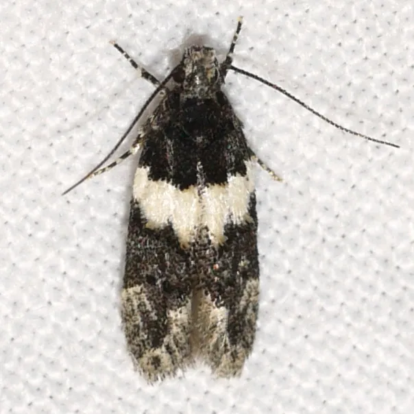White-banded Pubitelphusa Moth - photo 3
