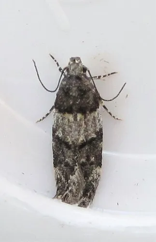 White-banded Pubitelphusa Moth - photo 5