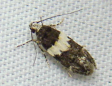 White-banded Pubitelphusa Moth - photo 6