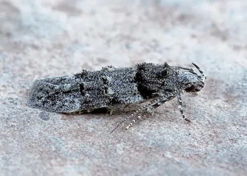 White-banded Pubitelphusa Moth - photo 7