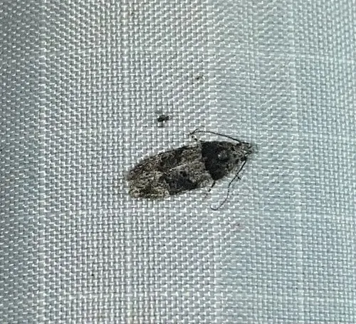 White-banded Pubitelphusa Moth - photo 8