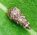 Publilia reticulata