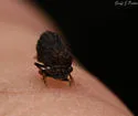 Publilia reticulata - photo 4