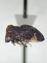 Publilia reticulata - photo 5