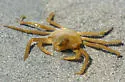 Northern Kelp Crab