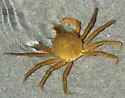 Northern Kelp Crab - photo 2