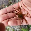 Northern Kelp Crab - photo 3