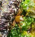 Northern Kelp Crab - photo 4