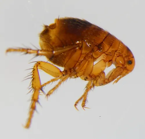 Common Fleas - photo 2