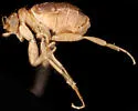 Puliciphora borinquenensis