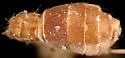 Puliciphora borinquenensis - photo 2