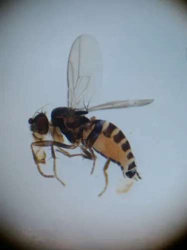 Pullimosina heteroneura