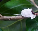 Cottony Maple Leaf Scale
