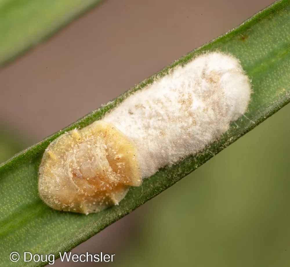 Cottony Camellia Scale - photo 3