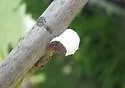 Cottony Maple Scale