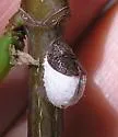 Cottony Maple Scale - photo 2