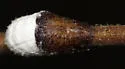 Cottony Maple Scale - photo 4