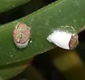 Iceplant Scale - photo 2