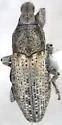 Purealus beckelorum - Purealus beckelorum