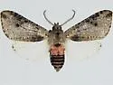 Purius superpulverea - Hodges#8256.1 - Purius superpulverea