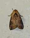 Purius superpulverea - Hodges#8256.1 - photo 2