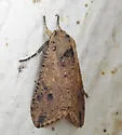 Purius superpulverea - Hodges#8256.1 - photo 3