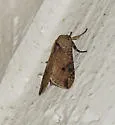 Purius superpulverea - Hodges#8256.1 - photo 4