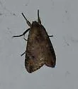 Purius superpulverea - Hodges#8256.1 - photo 5