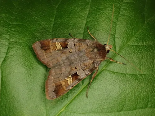 Purple Clay - Diarsia brunnea