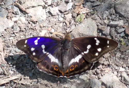 Purple Emperor - Apatura iris