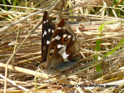 Purple Emperor - photo 2