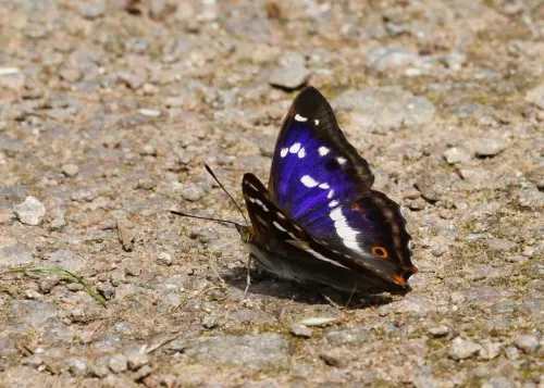 Purple Emperor - photo 3