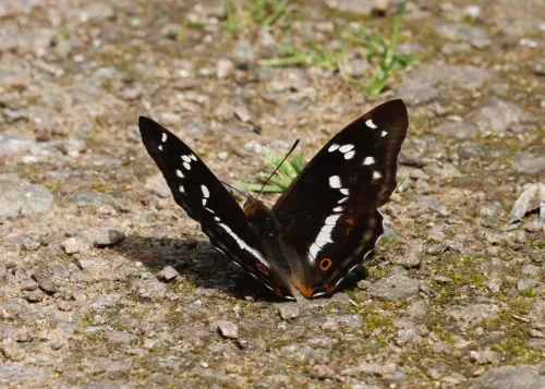 Purple Emperor - photo 4